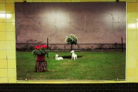 Lambs. From an U-Bahn Station in Berlin, Christmas 2008