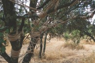 Tree Shibari, Madrid