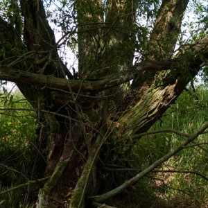 A Tree in the Drainage Basin