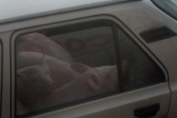 Budapest–Krakow — 14 (Slovenian Skoda pigs on tour)