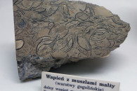 Muzeum Geologiczne ING PAN w Krakowie — 1: Gogolin limestone, Muschelkalk, from Chrzanów-Olkusz area, Triassic