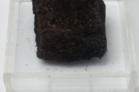 Muzeum Geologiczne ING PAN w Krakowie — 12: Peat, vicinity of Kraków, Holocene, Quarternary