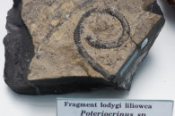 Muzeum Geologiczne ING PAN w Krakowie — 14: Crinoid stems fragments. Poteriocrinus sp. Lower Carboniferous Tournaisian