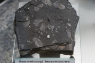 Muzeum Geologiczne ING PAN w Krakowie — 15: Brachiopods, Lingula sp, Tenczynek. Upper Carboniferous