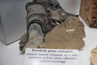 Muzeum Geologiczne ING PAN w Krakowie — 16: Section through stalagmite. Dark laminæ associated with smoke from prehistoric people. Jaskinia Ciemna, Ojców