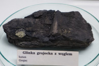 Muzeum Geologiczne ING PAN w Krakowie — 2: Grojec clay with coal, Batonian, Callovian, Middle Jurassic