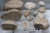 Muzeum Geologiczne ING PAN w Krakowie — 5: Vadoids, Bielany, Tertiary