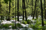 Hellsee Moor, 66-Seen-Wanderweg — 1