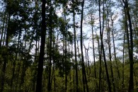 Hellsee Moor, 66-Seen-Wanderweg — 2