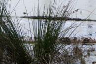 Hellsee Moor, 66-Seen-Wanderweg — 4
