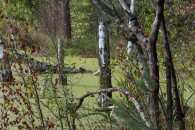 Hellsee Moor, 66-Seen-Wanderweg — 6