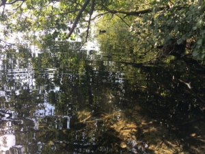 Groß Glienicker See — 2