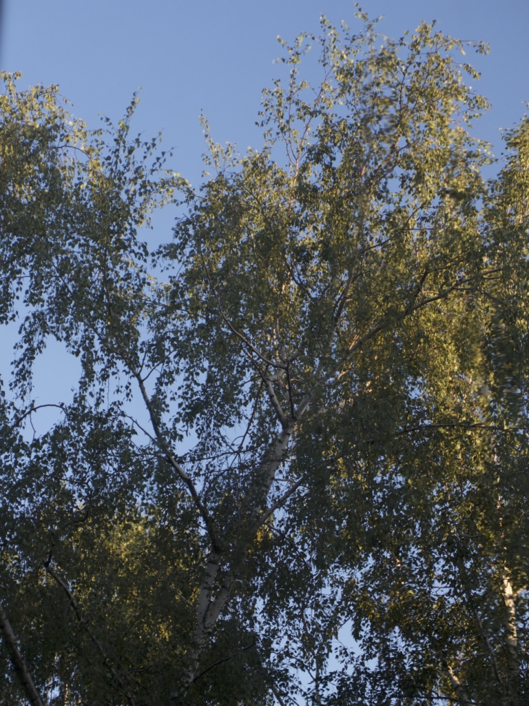 Summer Trees, Neukölln Berlin