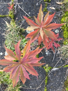 Tempelhofer Feld Plant Life — 5