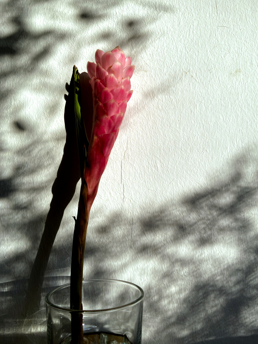 A pink-red, unopened Alpinia purpurata flower in a glass against a white wall dappled in winter sunlight. The flower is a vertical narrow curved cone with tightly overlapping triangular petals.